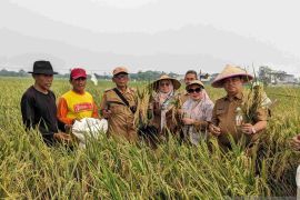 Dinas Pertanian Bekasi intensifkan pengendalian hama terpadu