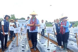 Pemprov Maluku galakkan penanaman 100 anakan ribu cabai jaga ketahanan pangan