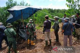 Seekor harimau sumatera masuk kandang perangkap BB KSDA Riau