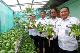 Lapas Narkotika Pangkalpinang panen sayur hidroponik