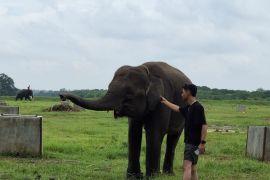 Wagub Lampung sebut mitigasi perlu atasi konflik manusia-satwa