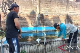Lapas Kediri berdayakan warga binaan dengan budidaya ikan lele