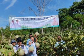 Kelompok petani Desa Kapar optimalkan lahan tidur untuk budidaya melon
