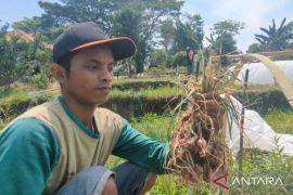 Pemkab Madiun imbau petani tanam cabai dan bawang merah