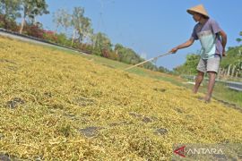 Nilai tukar petani di NTB alami peningkatan 2,03 persen pada Agustus 2025