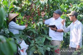 Cerita dari Banaran tentang kebun kopi yang menghidupi