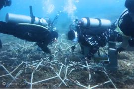 ASABRI lestarikan terumbu karang di Bali untuk dorong ekonomi biru