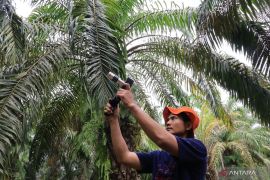 Sensor kematangan buah sawit hasil inovasi Unand Page 1 Small