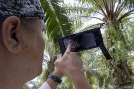 Sensor kematangan buah sawit hasil inovasi Unand Page 5 Small