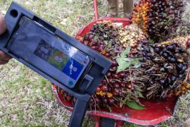 Sensor kematangan buah sawit hasil inovasi Unand Page 3 Small