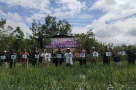 Petani Pugaan produksi bawang merah biji hibrida capai 15 ton per haktare