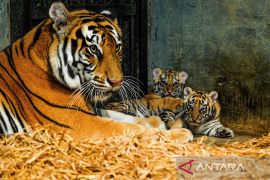 Kelahiran anak Harimau Benggala di Kebun Binatang Bandung