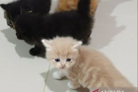 BKHIT Sumsel bantu vaksinasi rabies hewan peliharaan warga Kota Palembang