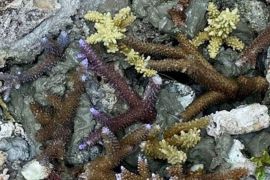 Generasi muda Kepulauan Seribu jaga pesisir Jakarta