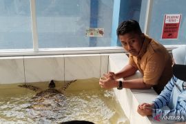 Pemprov Sumbar ungkap warga masih banyak konsumsi telur penyu