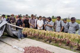 Pemkab Badung kembangkan pertanian bawang merah