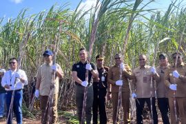 AHY dan Iftitah panen raya tebu di kawasan Transmigrasi Melolo NTT