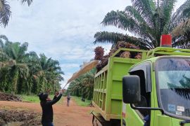 GAPKI adakan Borneo Forum ke-8 untuk seluruh Kalimantan, Ini info lengkapnya