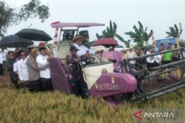 Wamen Transmigrasi panen padi dan jeruk seluas 326 hektare di Batola