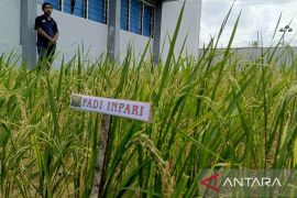 Ditjenpas Babel intensifkan program ketahanan pangan di seluruh lapas