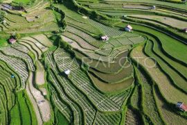 Proyeksi beras nasional surplus September 2025 Page 1 Small