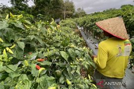 Cabai Kaliber tembus Rp70 ribu per kilogram