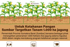 Untuk ketahanan pangan Sumbar targetkan tanam 1.000 ha jagung