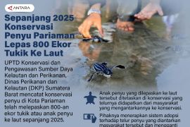 Sepanjang 2025 Konservasi penyu Pariaman lepas 800 ekor tukik ke laut