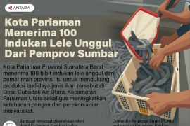 Kota Pariaman menerima 100 indukan lele unggul dari Pemprov Sumbar