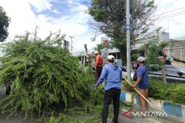 Pemkot Bengkulu rutin rawat tanaman hias tingkatkan kenyamanan