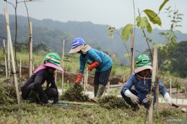 Eiger Adventure Land bantu pemulihan lahan kritis di PTPN