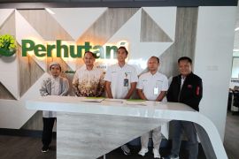 LAZNAS BMH-Perhutani kerja sama budidaya pisang Cavendish