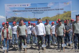 Wako Fadly Amran : Penanaman mangrove dukung mitigasi bencana