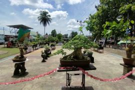 Komunitas Bonsai Bengkayang sulap tanaman menjadi bernilai ekonomi