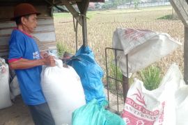Harga gabah di tingkat petani Lebak turun jadi Rp 6.500 per kg