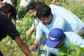 Pelindo komitmen pulihkan 100 hektare ekosistem mangrove di berbagai wilayah