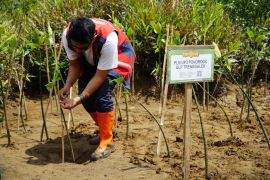 PLN tanam mangrove di Pancer Cengkrong dukung pencapaian NZE