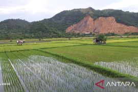 Maksimalkan pertanian, Aceh Besar butuh 603 penyuluh pertanian