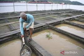 Babel kemarin, Peresmian gedung SPPG hingga klaster budidaya ikan