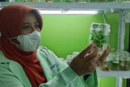 ITS teliti adaptasi tanaman suboptimal untuk ketahanan pangan
