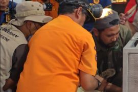 Tim gabungan mengevakuasi macan tutul jantan dari balai desa di Kuningan