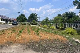 Pemkab Batang Hari usulkan bantuan benih padi dan jagung