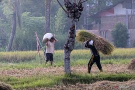 Pemkot Padang pastikan produksi padi stabil meski lahan terbatas