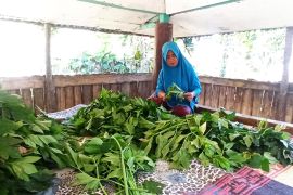 Kisah sukses Inaq Rina: 20 tahun menanam asitaba, raup omzet jutaan rupiah dari lahan 20 Are