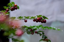 Desa Wisata Tamanmartani menawarkan pengalaman cicipi buah ajaib