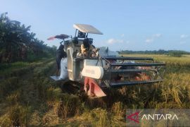 Komisi B DPRD Serdang Bedagai rencanakan sidak kilang padi untuk pertahankan harga gabah