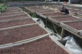 Produksi kopi Jawa Timur