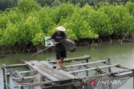 Napas pesisir dalam genggaman  akar mangrove