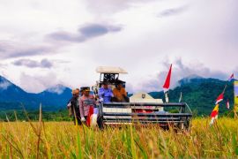 Produksi gabah di Aceh Jaya capai 5,5 ton per hektare