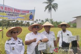 Bupati Palas panen raya padi di Desa Hasahatan Jae